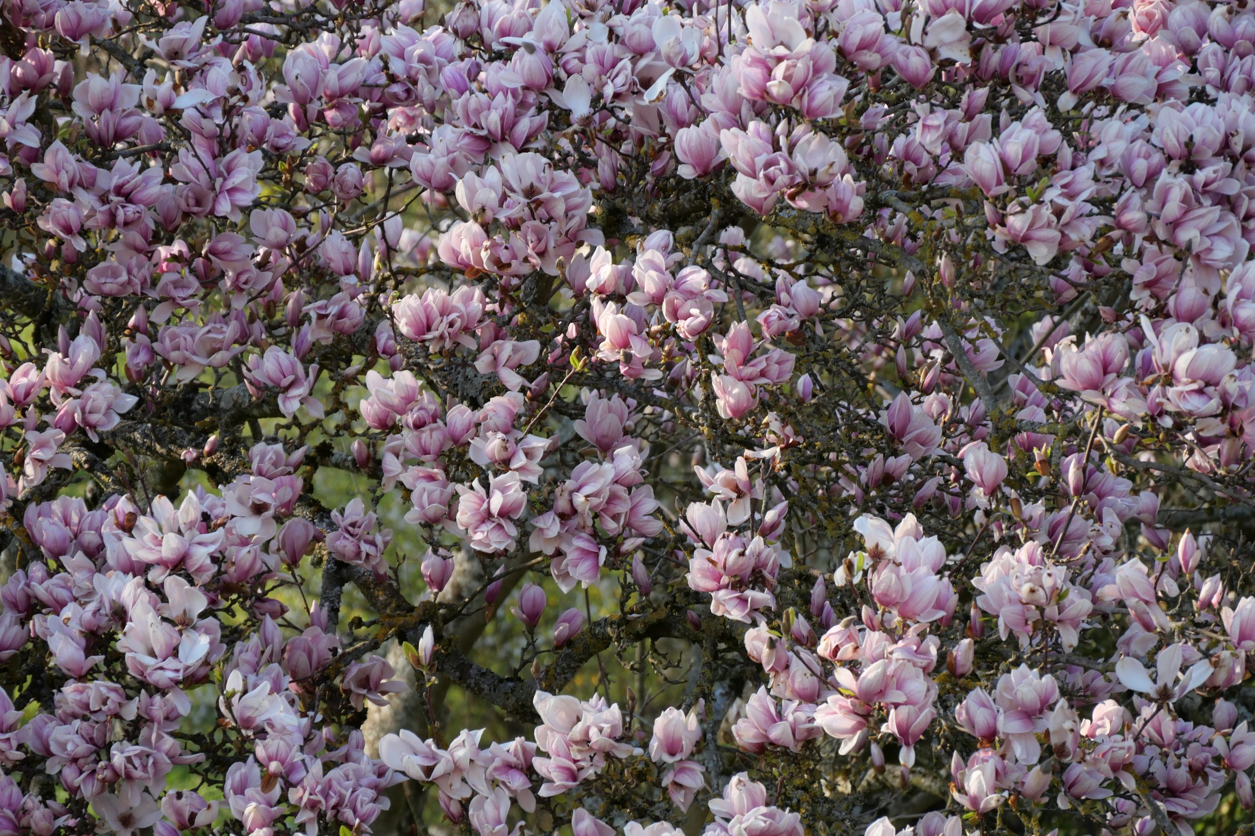 arbre en fleurs